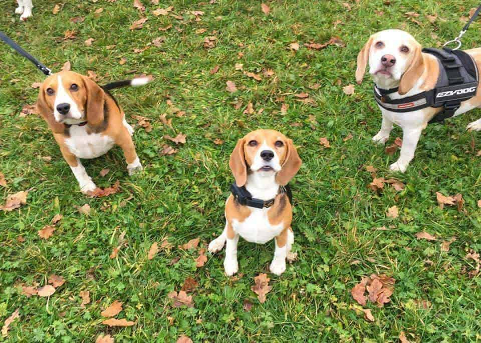 Beagle Puppies For Sale Wales