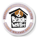 NEW Design Pin Badge - Beagle Welfare