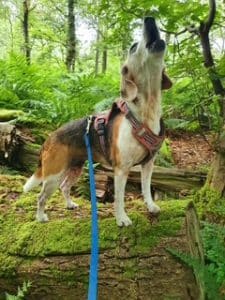 Morgan Beagle