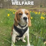 Beagle Welfare Calendar 2026 - Last Few Remaining