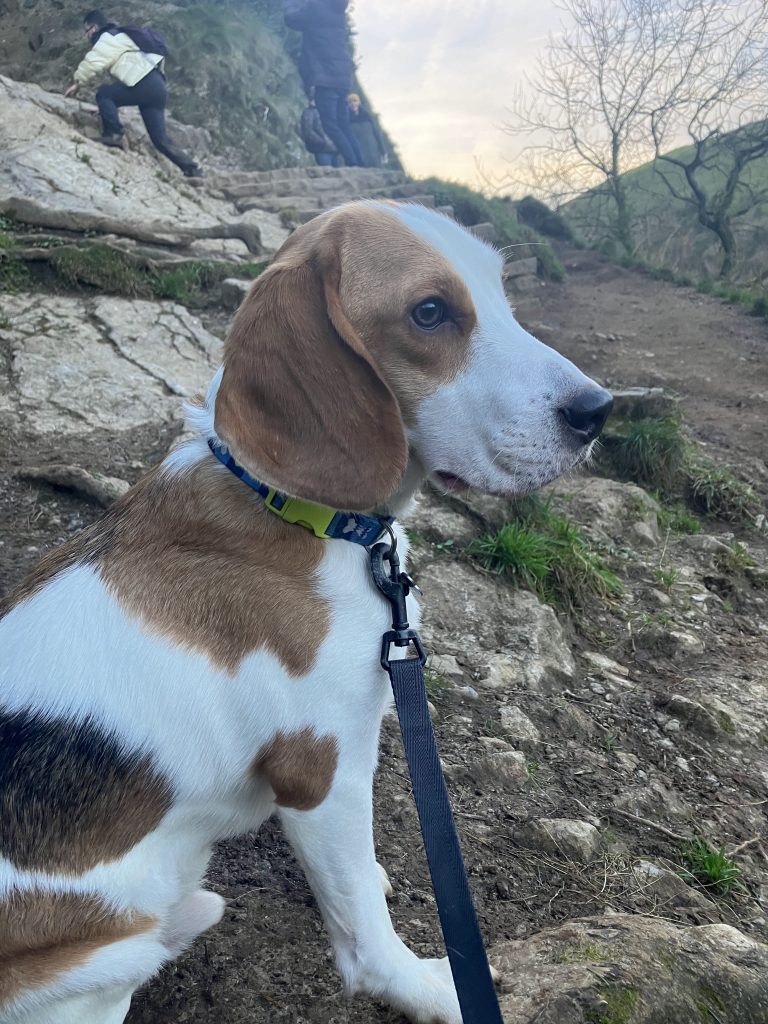 Scout, a 5 years old male Beagle available for adoption from Beagle Welfare in Staffordshire