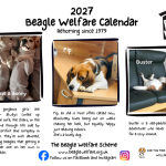 Beagle Welfare Calendar 2027 - NEW DESIGN